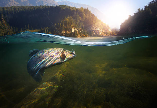 A fish underwater with fishing line in its mouth