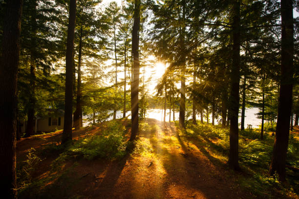A forest with a lake in the background