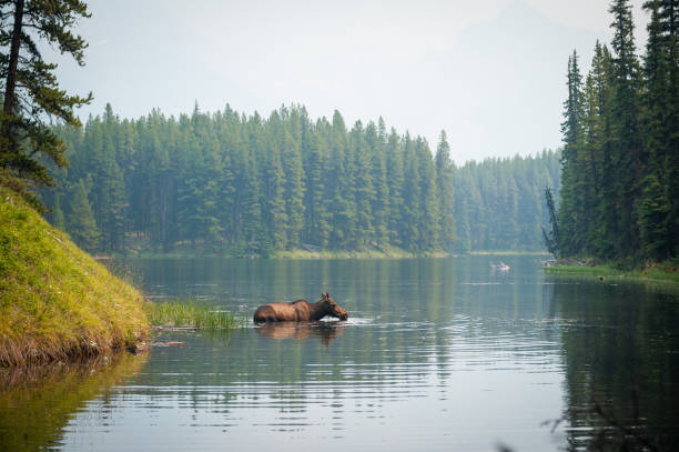 Moose swimming in a river
